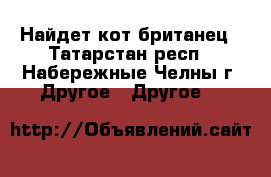 Найдет кот британец - Татарстан респ., Набережные Челны г. Другое » Другое   